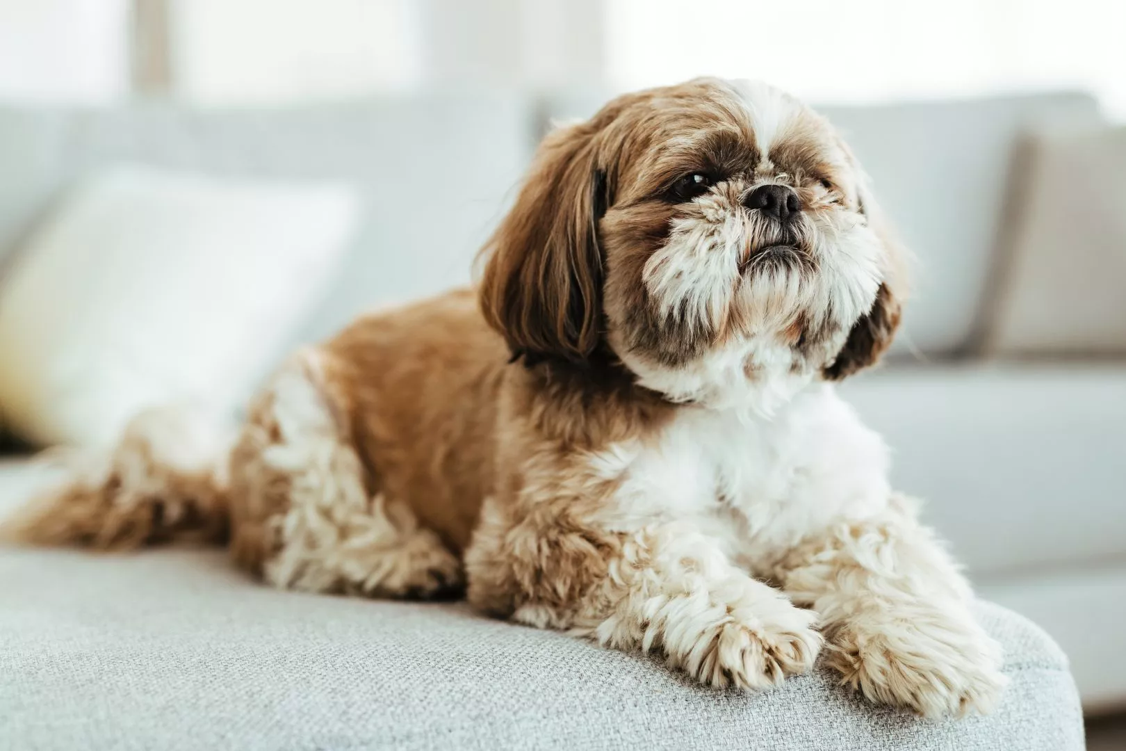 Patients can keep their pets - Benefits of Live-In Care